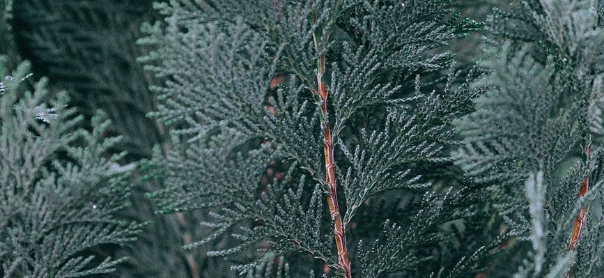 branches of green fir tree