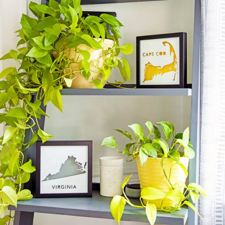 a shelf with some plants and pictures on it