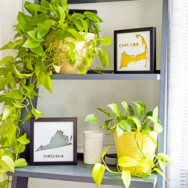Gray ladder shelf with plants and two framed Paper Places: Virginia with a gray background, and Cape Cod with a yellow background